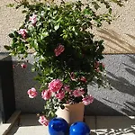 Haus Silvia Konukevi 3*