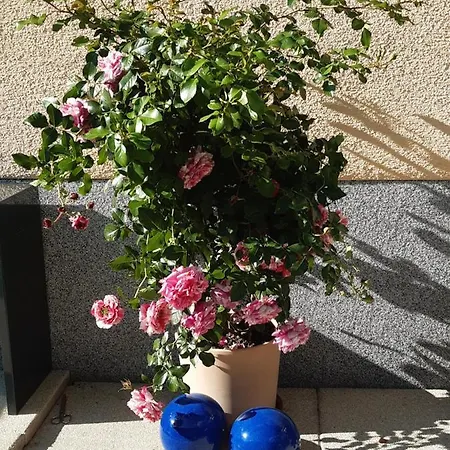 Haus Silvia Konukevi 3*