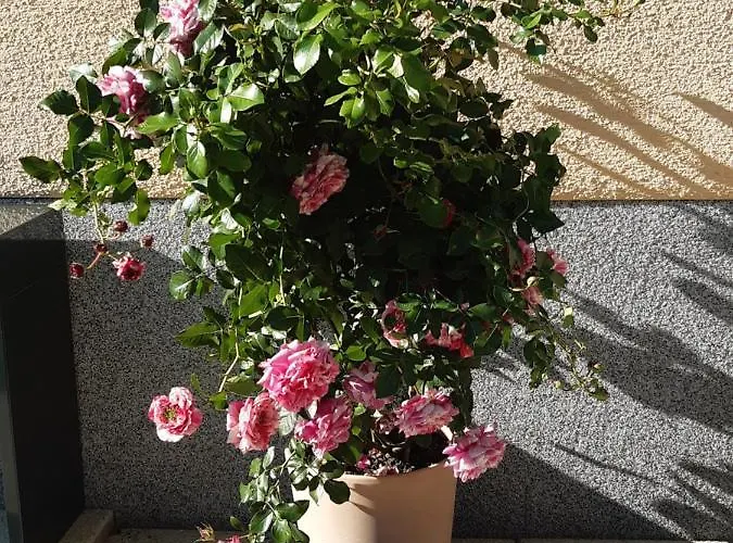 Haus Silvia Affittacamere 3*